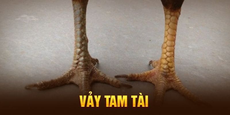 Hội viên cần nắm rõ các loại vảy với đặc điểm riêng biệt